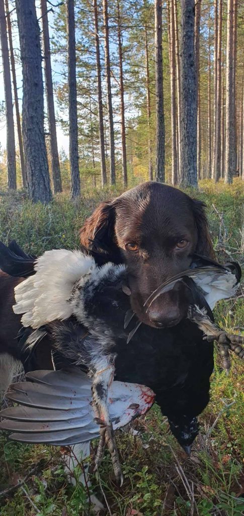 Pila med en urfugl