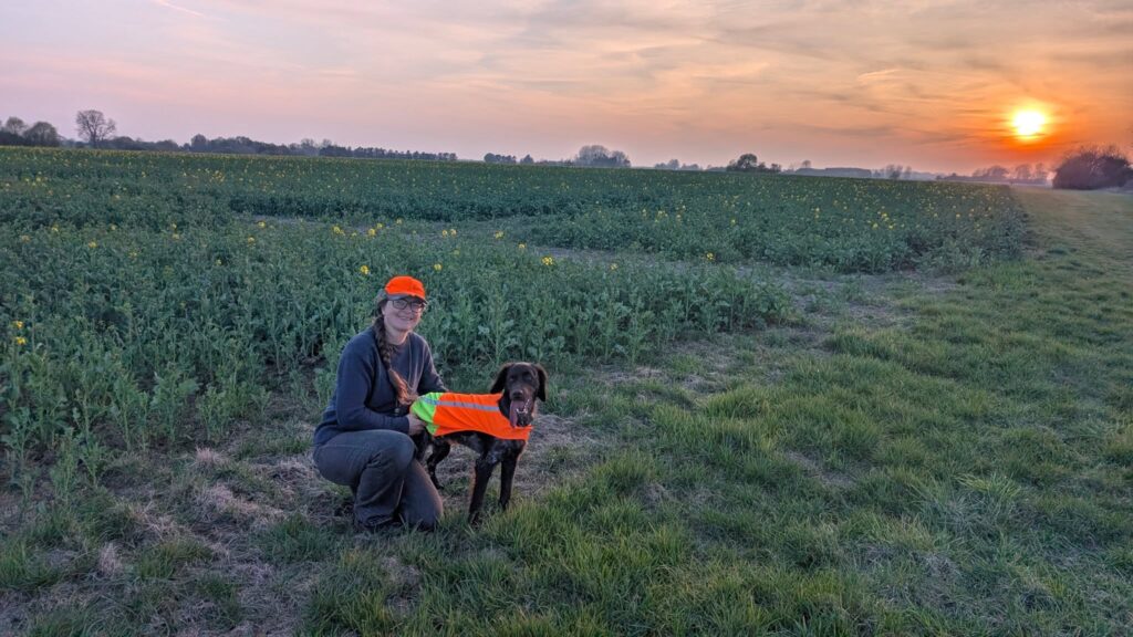 Claudia og Mynta på marken i solnedgang