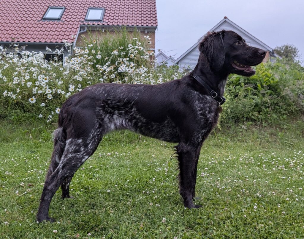 Munsterhusets Mynta, Kleiner Münsterländer, som unghund foran blomster