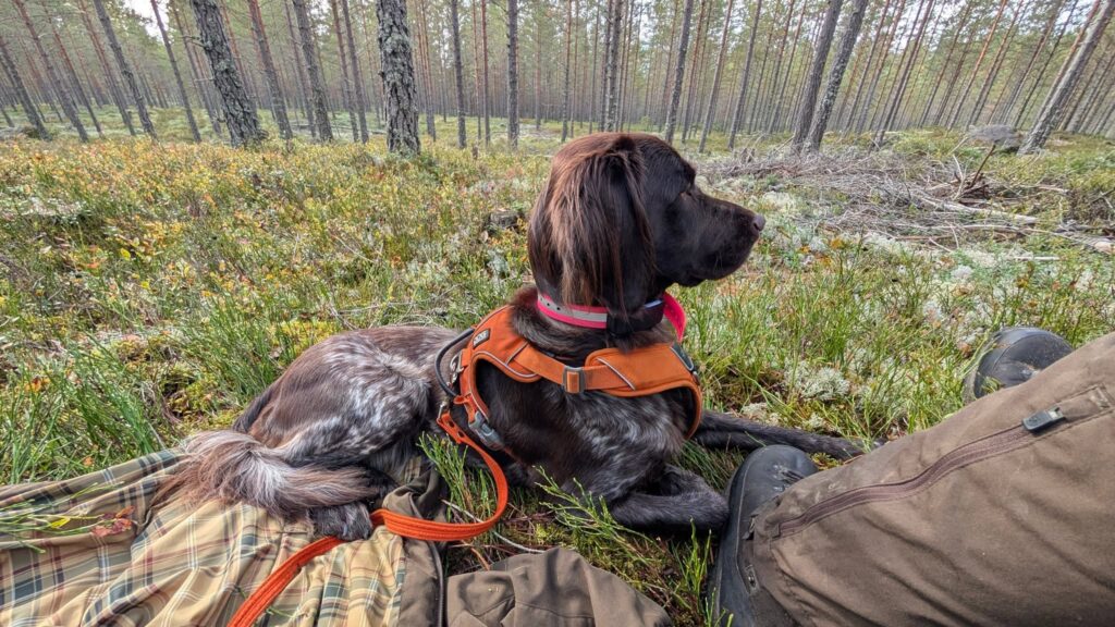 Munsterhusets Mynta, Kleiner Münsterländer, på elgjagt i Värmland